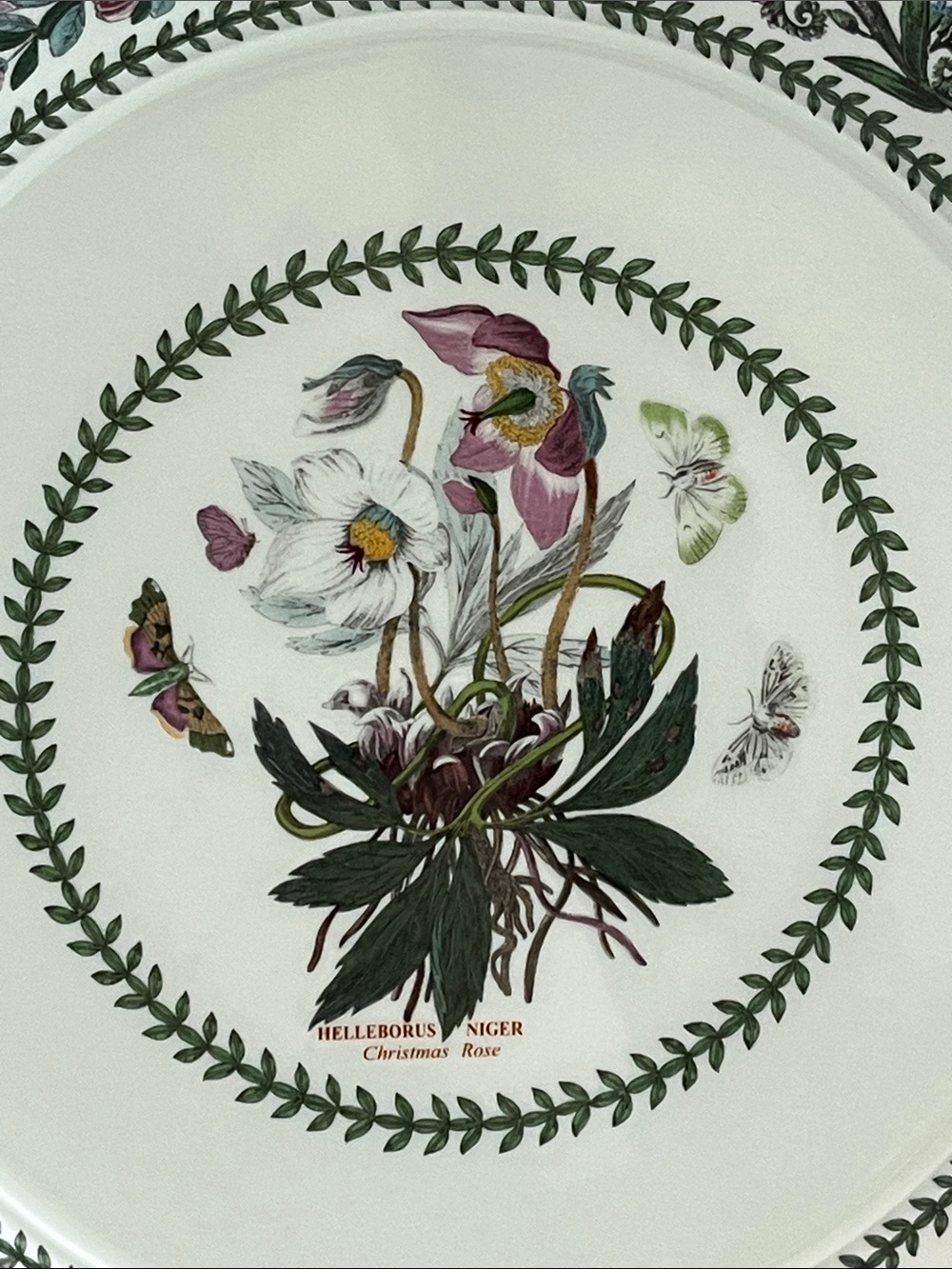 Portmeirion Dinner Plate. Botanic Variations 10.5" Christmas Rose. Like New. - Picture 4 of 8